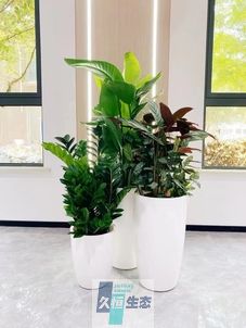 江北写字楼办公室公共区域走道绿植租摆高中低搭配
