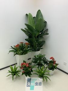 江北办公室花卉绿植租摆简约组合